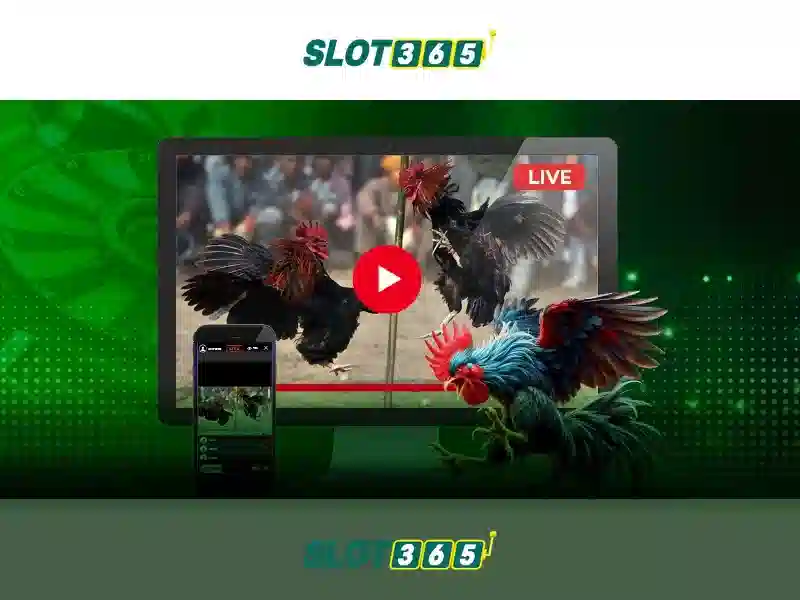 Slot365 là nền tảng giải trí đánh bạc trực tuyến